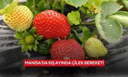 Manisa’da kış ayında çilek bereketi