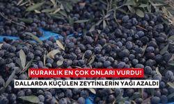 Geçen yıl 2 tondu, bu yıl 500 kilo bile zor! Kuraklık üreticiyi çaresiz bıraktı