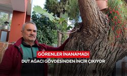 Görenler inanamadı: Dut ağacı gövdesinden incir çıkıyor
