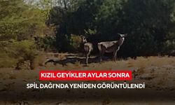 Kızıl geyikler aylar sonra Spil Dağı’nda yeniden görüntülendi