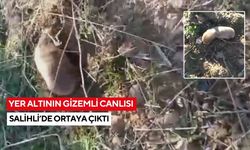 Yer altının gizemli canlısı Salihli’de ortaya çıktı