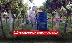Üzüm hasadında sona yaklaşıldı