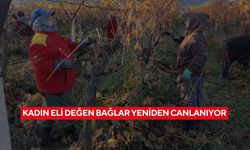 Hem toprak kazanıyor hem kadınlar! Kadın eli değen bağlar yeniden canlanıyor...