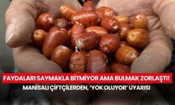 Faydaları saymakla bitmiyor ama bulmak zorlaştı! Manisalı çiftçilerden 'Yok oluyor' uyarısı