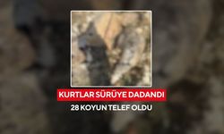 Kurtlar sürüye dadandı... 28 koyun telef oldu, 12 koyun kayıp!