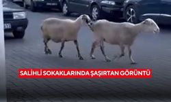 Salihli sokaklarında başıboş koyunlar şaşkınlık yarattı