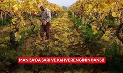 Üzüm bağlarında sarı ve kahverenginin dansı! Manisa’da görsel şölen