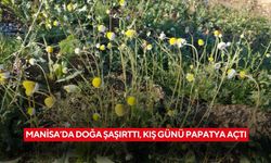 Manisa’da doğa şaşırttı, kış günü papatya açtı