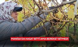 Manisa’da hasat bitti ama bereket bitmedi
