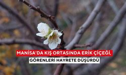 Manisa’da kış ortasında erik çiçeği görenleri hayrete düşürdü