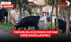 ‘Mezarlığa küçükbaş hayvan girişi engellenmeli’
