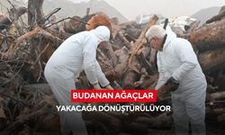 Budanan ağaçlar yakacağa dönüştürülüyor