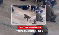 Camiye giren pitbull tedirginliğe neden oldu