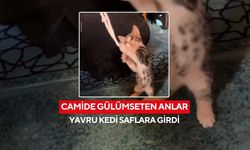 Saflara giren yavru kedi, tespihleri oyuncak yaptı...