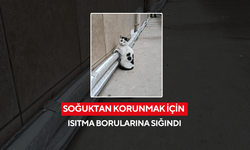 Soğuktan korunmak için ısıtma borularına sığındı