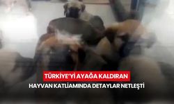 Türkiye’yi ayağa kaldıran hayvan katliamında detaylar netleşti! Doktorun vahşeti belgelerle sabitlendi...