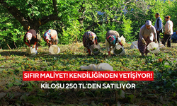 Üreticinin yüzünü güldüren ürün: Masrafsız kestane pazarda yok satıyor!