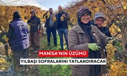 Manisa'da coğrafi işaretli üzümler, yılbaşı için dalından kesiliyor