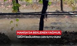 Manisa’da beklenen yağmur, üzüm bağlarına can suyu oldu