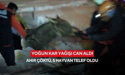 Yoğun kar yağışı can aldı: Ahır çöktü, 5 hayvan telef oldu