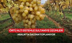 Örtü altı sistemle Sultaniye üzümleri Aralık’ta daldan toplanıyor