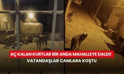 Aç kalan kurtlar bir anda mahalleye daldı!  Vatandaşlar camlara koştu
