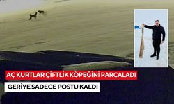 Aç kurtlar çiftlik köpeğini parçaladı geriye sadece postu kaldı