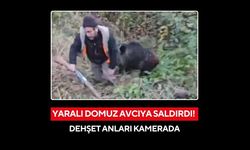 Avcıya domuz saldırısı kamerada: Avcı son anda kurtuldu