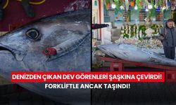 Forkliftle ancak taşındı! Balık tezgahında devasa görüntü…