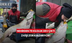 Gören dönüp bir daha baktı! Nehirden 78 kiloluk dev çıktı