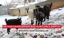 Gündüz vakti saldırıyorlar! Kurtlar üreticiyi canından bezdirdi