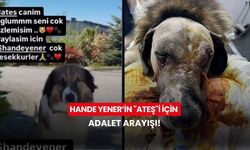 Hande Yener’in "Ateş"i için adalet arayışı!