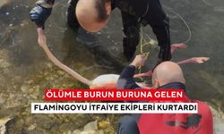 Ölümle burun buruna gelen flamingoyu itfaiye ekipleri kurtardı