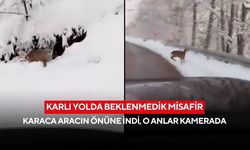 Karlı yolda beklenmedik misafir: Karaca aracın önüne indi, o anlar kamerada