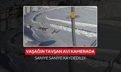 Köy kameraları doğanın gerçeğini yakaladı... Vaşak tavşanı böyle avladı...