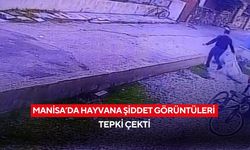 Manisa’da hayvana şiddet görüntüleri tepki çekti