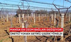 Manisa’da üzüm bağları değişiyor! Üretici yüksek getirili çeşide yöneldi