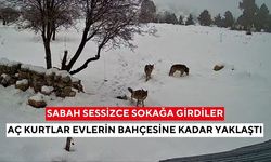 Sabah sessizce sokağa girdiler: Aç kurtlar evlerin bahçesine kadar yaklaştı