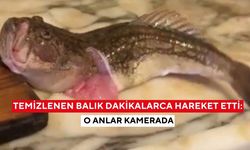 Temizlenen balık dakikalarca hareket etti: O anlar kamerada