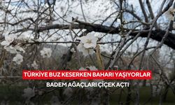 Türkiye buz keserken baharı yaşıyorlar: Badem ağaçları çiçek açtı