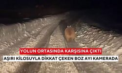 Yolun ortasında karşısına çıktı: Aşırı kilosuyla dikkat çeken boz ayı kamerada