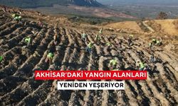 Akhisar’daki yangın alanları yeniden yeşeriyor