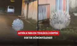 Gece görüntülendi... Afrika'nın en tehlikeli kirpisi Ege'de ortaya çıktı!