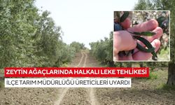 Halkalı leke hastalığı alarmı! Halkalı leke hastalığı riskinde artış, ilaçlama zamanı geldi
