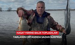 Hasat yerine balık topladılar! Tarlanın ortasında sazan sürprizi