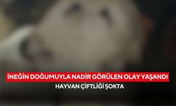 İneğin doğumuyla nadir görülen olay yaşandı... Veteriner sezaryeni yaptı, hayvanseverler şaşkın!