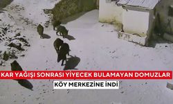 Kar yağışı sonrası yiyecek bulamayan domuzlar köy merkezine indi | O anlar kamerada...