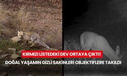 Kırmızı listedeki dev ortaya çıktı! Doğal yaşamın gizli sakinleri objektiflere takıldı