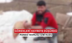 Köyde merak uyandıran doğum! Panda yavrusuna benzeyen kuzu