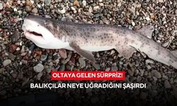 Oltaya gelen sürpriz! Balıkçılar neye uğradığını şaşırdı